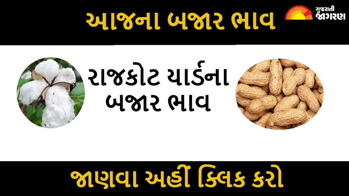 Rajkot Market Yard Bhav: રાજકોટ માર્કેટયાર્ડ ભાવ: કપાસ અને મગફળીમાં જોરદાર તેજી, જાણો આજના લેટેસ્ટ બજાર ભાવ