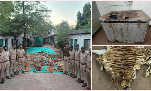 રાજપીપળા: દિવંગત મહંતના રૂમમાંથી વાઘના 40થી વધુ ચામડા અને 133 નખ મળતા ખળભળાટ; વન વિભાગ દ્વારા તપાસ તેજ