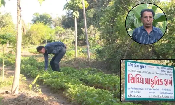 મહેસાણા: કરલી ગામના ખેડૂતનો કમાલ; માત્ર એક ગાયના સહારે પ્રાકૃતિક ખેતી કરી મેળવી વાર્ષિક 5 લાખની આવક