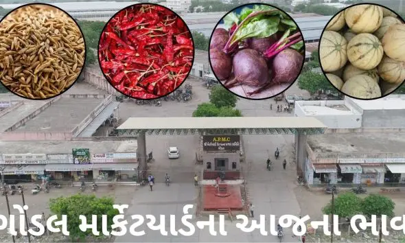 Gondal Market Yard Bhav Today: ગોંડલ માર્કેટયાર્ડમાં જીરુ, સુકા મરચાં, બીટ અને ટેટીના ભાવ જાણો