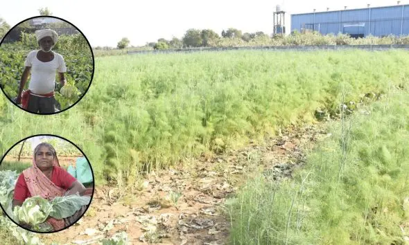 ગાંધીનગરના ખેડૂતે છાણિયા ખાતરના જોરે ખેતીમાં સર્જ્યો ચમત્કાર! નિષ્ફળતાને પછાડી મેળવ્યો મબલખ પાક