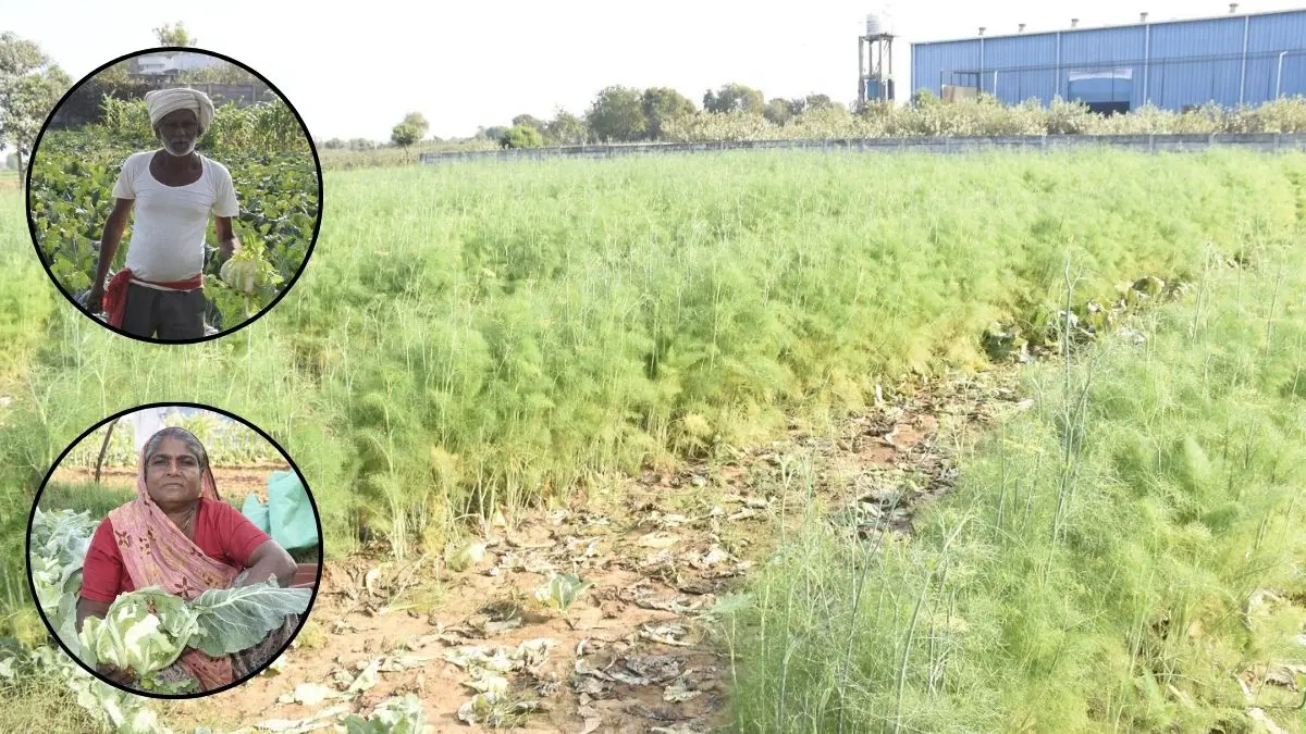 a-farmer-from-gandhinagar-created-a-miracle-in-agriculture-with-power-of-chhaniya-khatar-694932