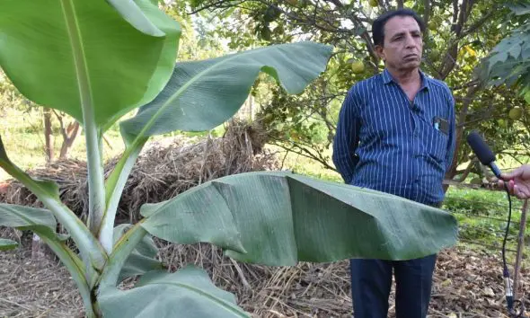 પ્રાકૃતિક કૃષિ અપનાવી ઊંઝાના ખેડૂતે વિવિધ પાકોમાં મબલખ ઉત્પાદન મેળવ્યું, બગાયતી અને શાકભાજી વાવીને વર્ષે રૂ.5 લાખની આવક મેળવી