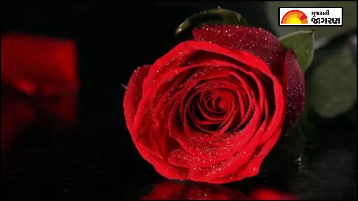 Rose Day 2026 Shayari: રોઝ ડે પર ફક્ત ગુલાબ નહીં, રોમેન્ટિક શાયરીથી કહો દિલની વાત!