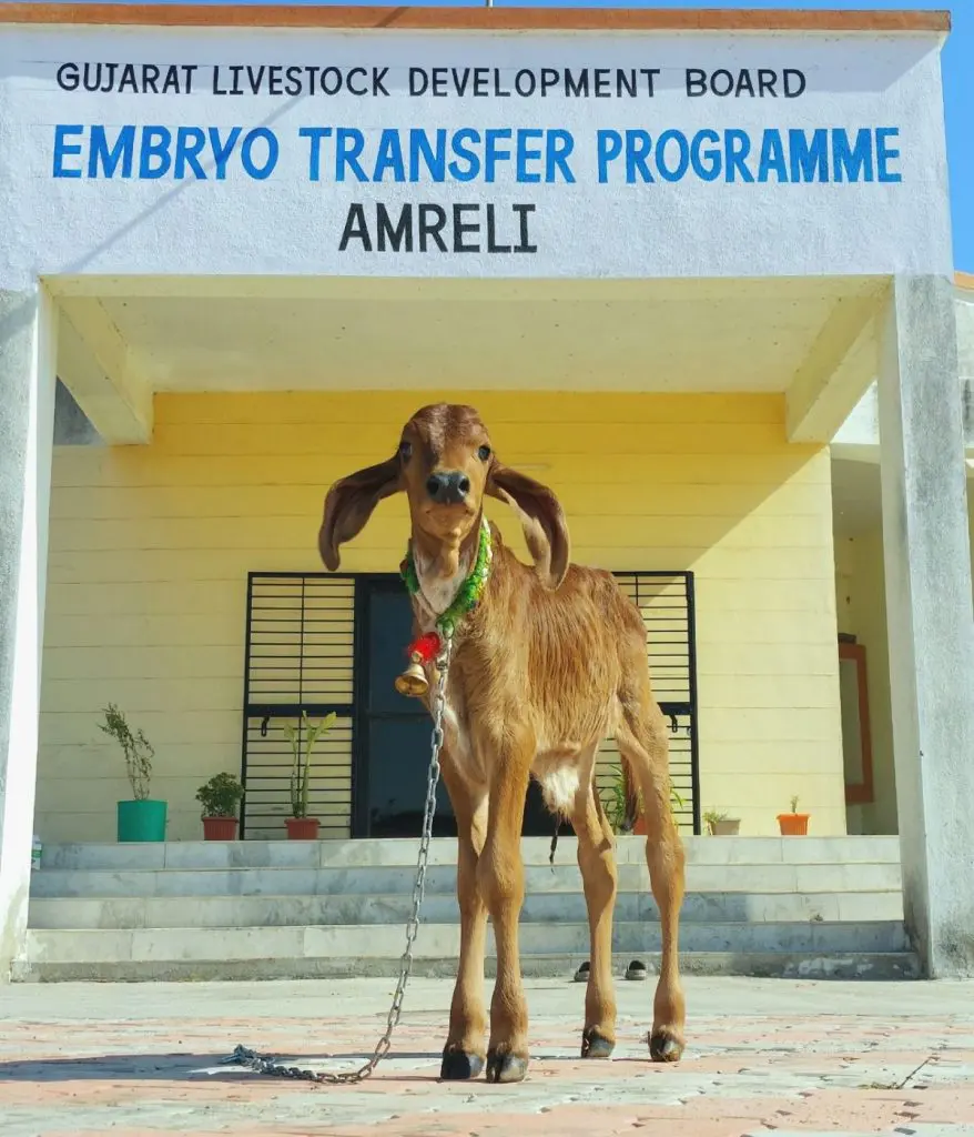 અમરેલીમાં થયો IVF ટેકનોલોજી દ્વારા રાજ્યની પ્રથમ ગીર વાછરડીનો સફળ જન્મ, પશુપાલકો  માટે આર્થિક સમૃદ્ધિના દ્વાર ખુલ્યા | Gujarats first Gir calf was born ...