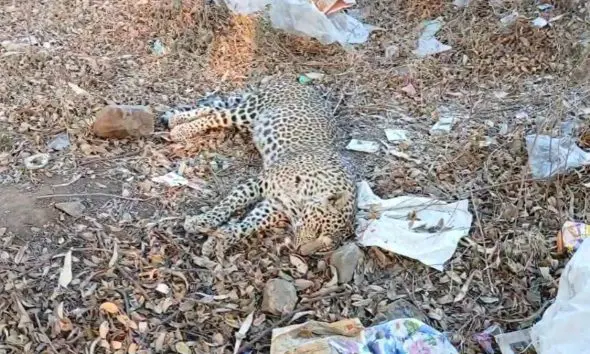 દાહોદ-લીમખેડા હાઈવે પર અજાણ્યા વાહનની અડફેટે ચડ્યો દીપડો, ઘટનાસ્થળે જ થયું કમકમાટીભર્યું મોત