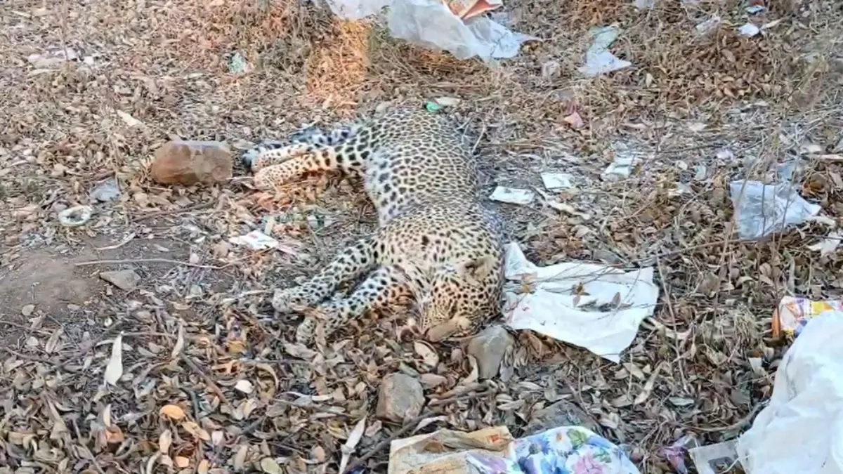 dahod-limkheda-highway-leopard-died-due-to-hit-by-vehicle-on-near-dantia-687513