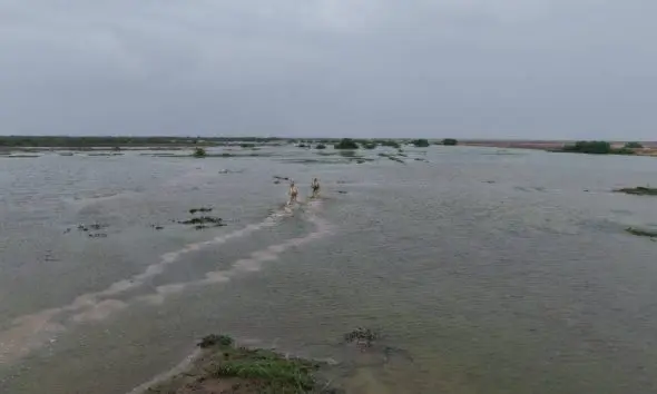 કચ્છના નાના રણ વિસ્તારમાં વન વિભાગની નવતર પહેલ, 1.35 કરોડ લિટર વરસાદી પાણીના સંગ્રહ સાથે વન્યજીવોના આવાસની કાયાકલ્પ થશે