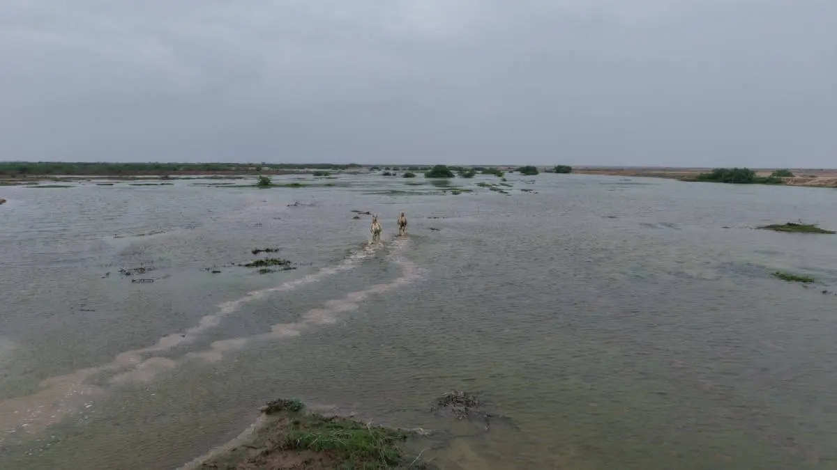 little-rann-of-kutch-to-become-wildlife-friendly-zone-with-new-water-conservation-efforts-689908