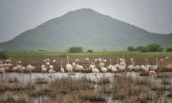 Kutch Ramsar Site: PM મોદીની પ્રકૃતિના સંવર્ધન અને સંરક્ષણની દૂરંદેશીતાએ છરીઢાંઢ જળપ્લાવિત વિસ્તારને વૈશ્વિક ઓળખ અપાવી