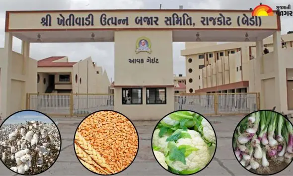 Rajkot Market Yard Bhav Today: રાજકોટ માર્કેટયાર્ડમાં કપાસ, ઘઉં, ફુલાવર અને ડુંગળી લીલીનો આજનો ભાવ જુઓ
