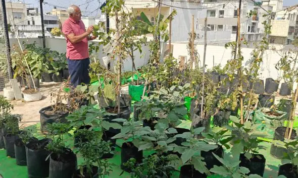 વડોદરામાં પ્રાકૃતિક કૃષિ પદ્ધતિથી થાય છે ટેરેસ ગાર્ડનિંગ, નિવૃત બેંક ઑફિસરે પોતાના ઘરે દાડમ, ડ્રેગન ફ્રૂટ, જમરૂખ, અંજીર, કેળા અને સેતુર ઉગાડ્યા