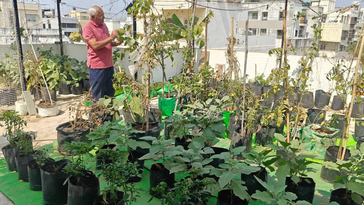 વડોદરામાં પ્રાકૃતિક કૃષિ પદ્ધતિથી થાય છે ટેરેસ ગાર્ડનિંગ, નિવૃત બેંક ઑફિસરે પોતાના ઘરે દાડમ, ડ્રેગન ફ્રૂટ, જમરૂખ, અંજીર, કેળા અને સેતુર ઉગાડ્યા