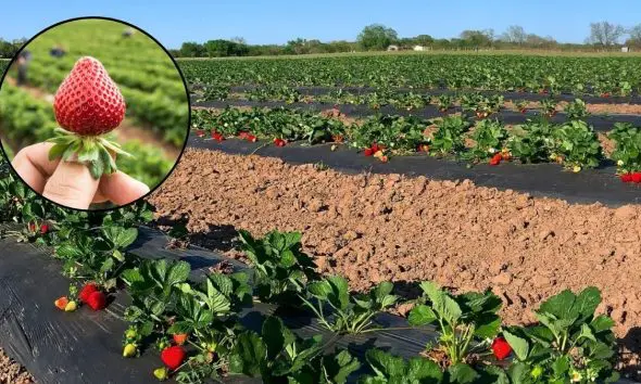 પ્રાકૃતિક ખેતી દ્વારા સ્ટ્રોબેરીનું વાવેતર: ઓછા ખર્ચે મેળવો લાખોની કમાણી; જાણો ખેતી કરવાની પદ્ધતિ અને ફાયદા