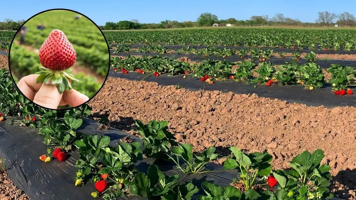 strawberry-cultivation-through-natural-farming-know-the-farming-method-and-benefits-684836