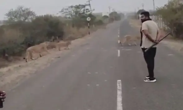 VIDEO: અમરેલી જિલ્લામાં વનરાજનું 'રાજ', ધારી પંથકમાં છતડીયા નજીક એકસાથે 11 સાવજોએ રસ્તો ક્રોસ કર્યો