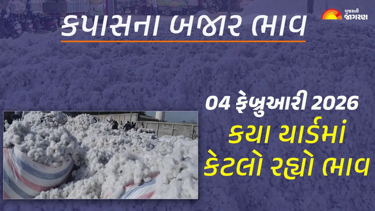 Cotton Price Today in Gujarat, February 04, 2026: ગુજરાતના 43 યાર્ડના કપાસના આજના બજાર ભાવ, જાણો કયા યાર્ડમાં ઊંચા-નીચા ભાવ શું રહ્યા?