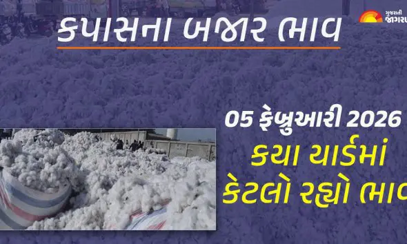 Cotton Price Today in Gujarat, February 05, 2026: ગુજરાતના 37 યાર્ડના કપાસના આજના બજાર ભાવ, જાણો કયા યાર્ડમાં ઊંચા-નીચા ભાવ શું રહ્યા?
