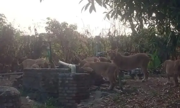 Amreli News: તરસ છિપાવવા અવેડા પર સિંહોની જમાવડો; ધારીના હુડલીમાં ખેડૂતની વાડીએ એકસાથે 7 સાવજો ઉતરી આવ્યા