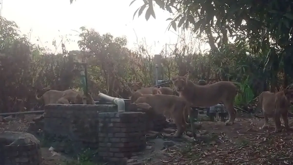 Amreli News: તરસ છિપાવવા અવેડા પર સિંહોની જમાવડો; ધારીના હુડલીમાં ખેડૂતની વાડીએ એકસાથે 7 સાવજો ઉતરી આવ્યા