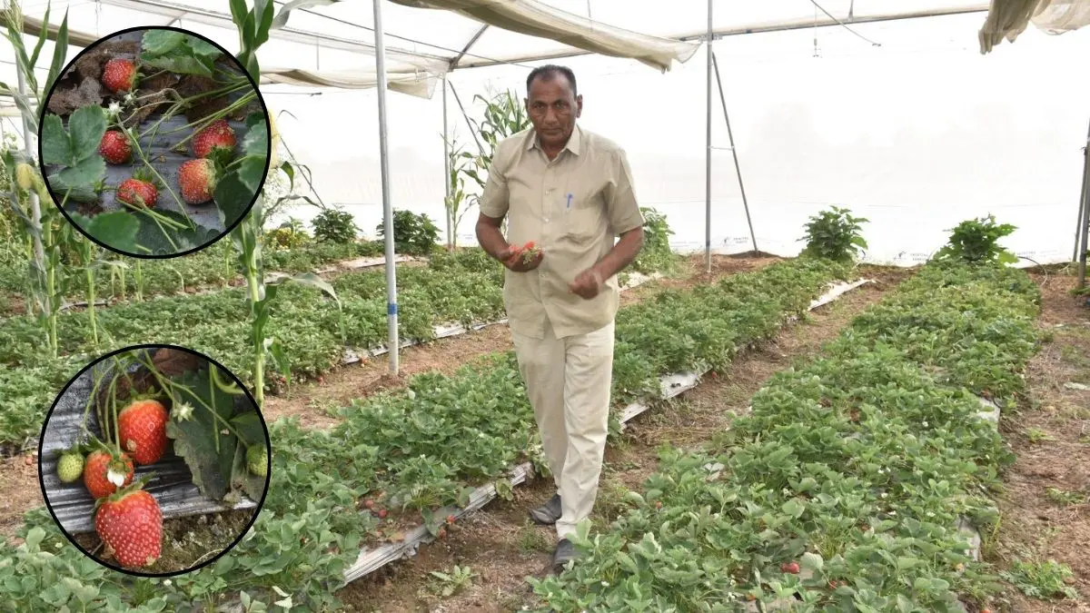 progressive-farmer-karshanbhai-patel-achieves-economic-viability-by-successfully-cultivating-strawberries-in-sabarkantha-692951