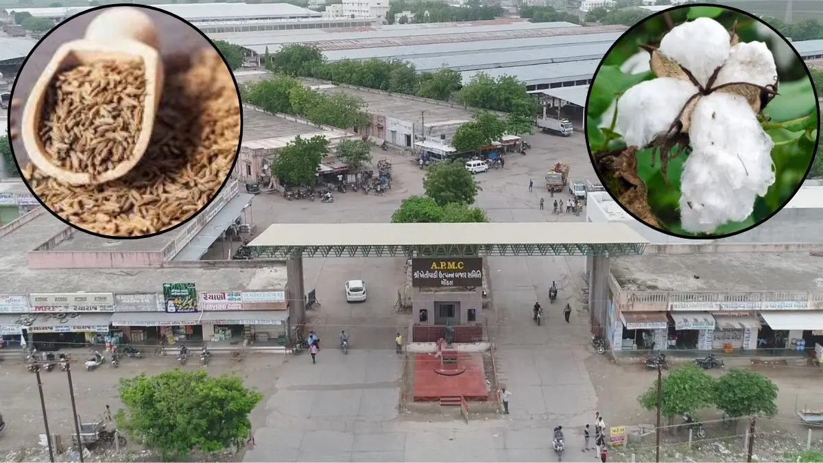 Gondal Market Yard Bhav: ગોંડલ માર્કેટયાર્ડમાં જીરાની ધૂમ આવક: ઊંચા ભાવ ₹4,511 બોલાતા ખેડૂતોમાં ખુશીનો માહોલ