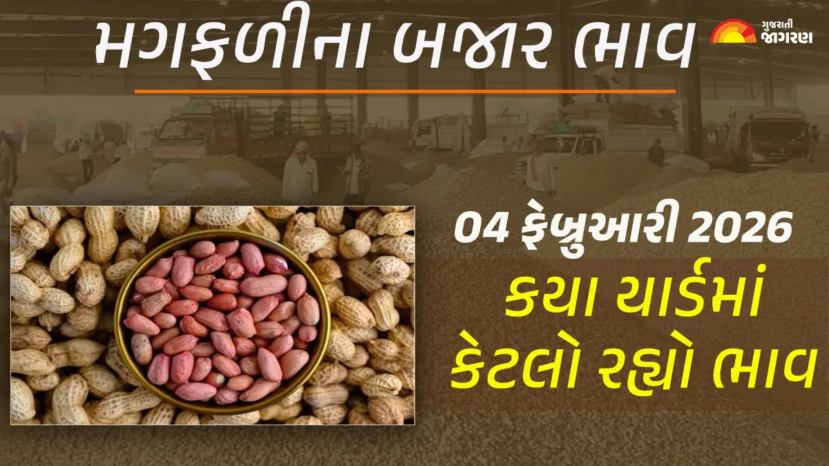 Groundnut Price Today in Gujarat, February 04, 2026: ગુજરાતના 25 યાર્ડના મગફળીના આજના બજાર ભાવ, જાણો કયા યાર્ડમાં ઊંચા-નીચા ભાવ શું રહ્યા?