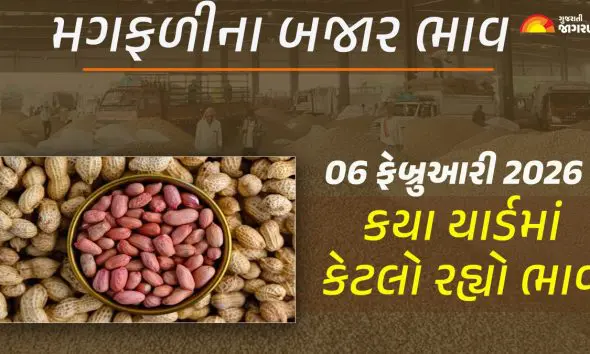 Groundnut Price Today in Gujarat, February 06, 2026: ગુજરાતમાં મગફળીના આજના બજાર ભાવ, જાણો કયા યાર્ડમાં ઊંચા-નીચા ભાવ શું રહ્યા?