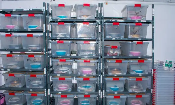 સર્પદંશથી થતા મૃત્યુના દરમાં થશે ઘટાડો, ગુજરાત પાસે ટુંક સમયમાં હશે સ્થાનિક સાપોના ઝેરમાંથી બનેલું એન્ટિવેનમ