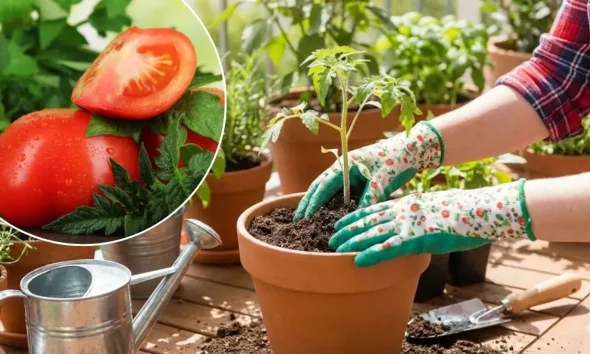 હવે બજારના ટામેટાંને કહો બાય-બાય! ઘરે જ ઉગાડો 100% ઓર્ગેનિક અને રસદાર ટામેટાં