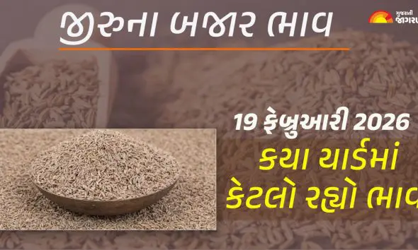 Jeera Price Today in Gujarat, February 19, 2026: ગુજરાતના 25 યાર્ડના જીરાના આજના બજાર ભાવ, જાણો કયા યાર્ડમાં ઊંચા-નીચા ભાવ શું રહ્યા?
