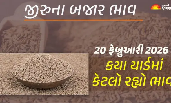 Jeera Price Today in Gujarat, February 20, 2026: ગુજરાતના 22 યાર્ડમાં જીરાના આજના બજાર ભાવ, જાણો કયા યાર્ડમાં ઊંચા-નીચા ભાવ શું રહ્યા?