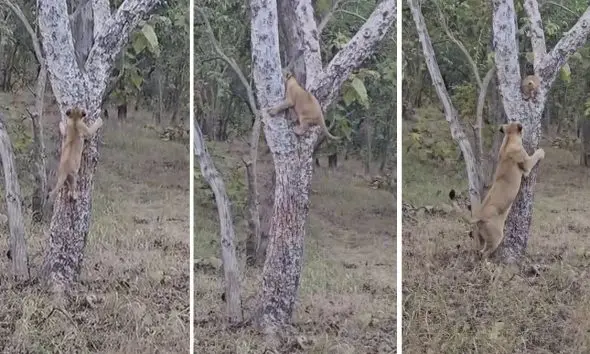 VIDEO: બાળ છું પણ સાવજ છું; સાસણ ગીરમાં ઝાડ પર ચડતા સિંહ બાળનો વીડિયો વાયરલ, સિંહણનો જીવ અદ્ધર થયો