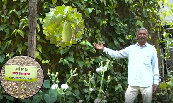 નર્મદાના પ્રગતિશીલ ખેડૂતની કમાલ: 5 એકરમાં રક્તચંદન અને દુર્લભ ઔષધિઓની ખેતી જોઈ દેશના 700 ભાવિ IAS-IPS અધિકારીઓ પણ થયા પ્રભાવિત