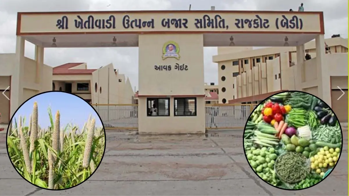Rajkot Market Yard Bhav: બાજરીના ભાવમાં મજબૂતી: રાજકોટ યાર્ડમાં બાજરીનો મહત્તમ ભાવ ₹410 નોંધાયો