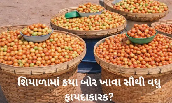 શિયાળામાં કયા બોર ખાવા સૌથી વધુ ફાયદાકારક? જાણો વિટામિન C અને ઈમ્યુનિટી વધારવા માટે શ્રેષ્ઠ પ્રકાર