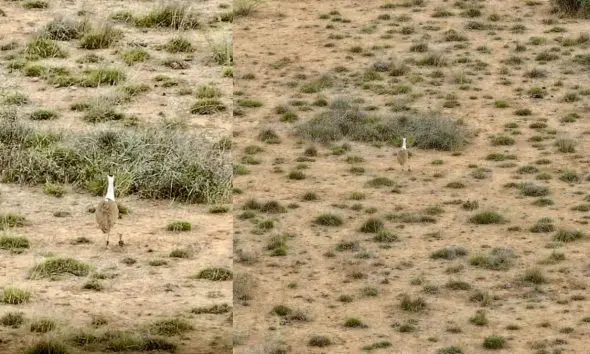 ગુજરાતને વન્યજીવ સંરક્ષણ ક્ષેત્રે ઐતિહાસિક સફળતાઃ કચ્છમાં એક દાયકા બાદ 'ગ્રેટ ઈન્ડિયન બસ્ટર્ડ' ઘોરાડના બચ્ચાનો જન્મ થયો