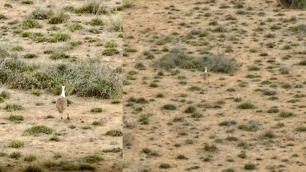 kutch-news-great-indian-bustard-chick-born-after-10-years-major-conservation-success-717178