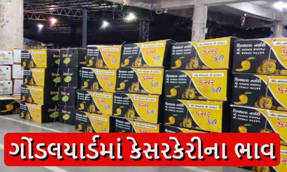 Mango Price In Gondal: કેરી રસિકો માટે ખુશખબર! ગોંડલ યાર્ડમાં 7,845 બોક્સ કેરીની આવક સાથે બજાર ગરમાયું; જાણો પ્રતિ બોક્સના શું રહ્યા ભાવ?