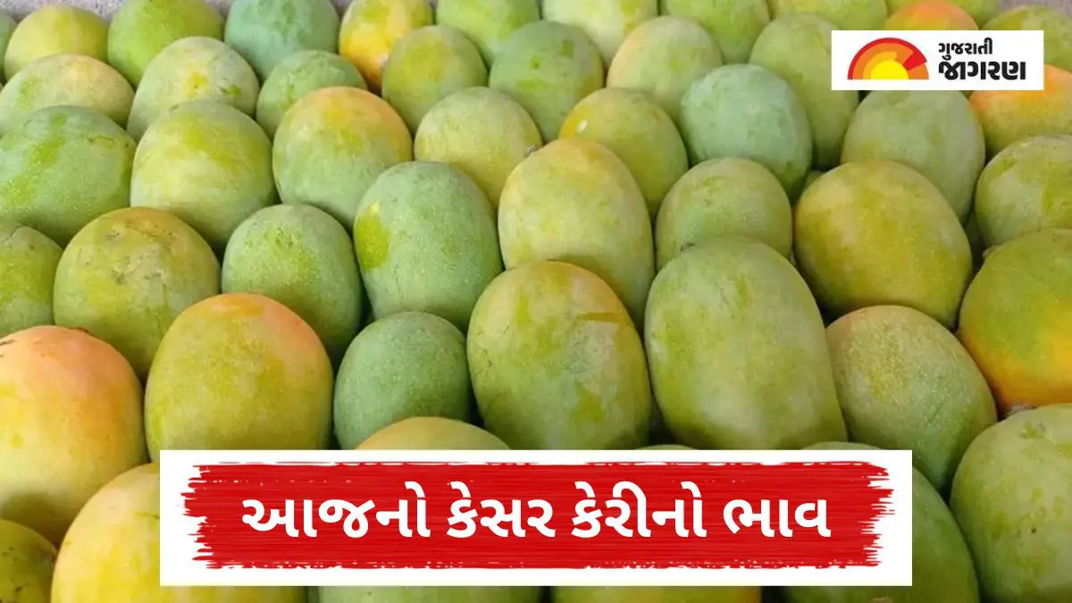 Mango Price In Gondal: ગોંડલ માર્કેટ યાર્ડમાં કેરીની મબલખ આવક: એક જ દિવસમાં 7,091 બોક્સ ઠલવાયા; જાણો તમામ વકલના લેટેસ્ટ બજાર ભાવ