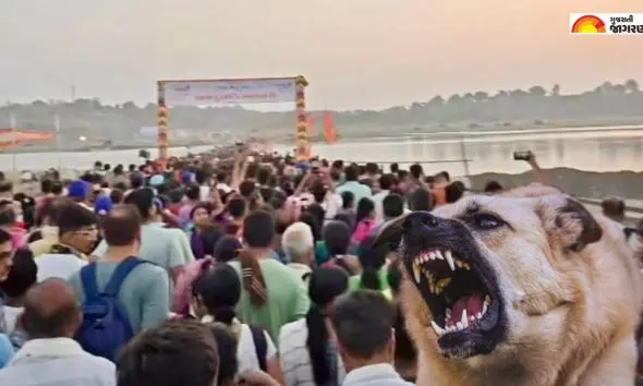 Narmada: ઉત્તરવાહિની નર્મદા પરિક્રમામાં બે દુર્ઘટના, સુરતનાં 65 વર્ષીય મહિલાનું નિધન; 10 જેટલા લોકોને શ્વાને બચકાં ભર્યા