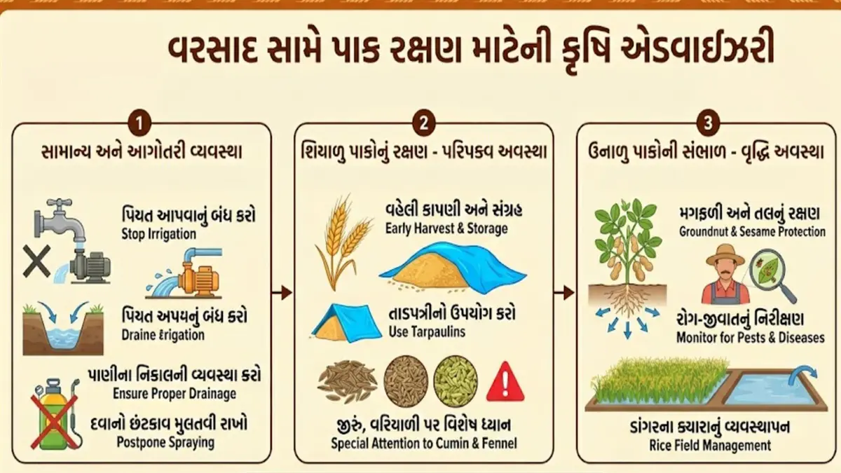 Unseasonal Rain Protection:કમોસમી વરસાદની આગાહી વચ્ચે પાક રક્ષણ માટે કૃષિ વિભાગે એડવાઈઝરી જારી કરી, ખેડૂતો સત્વરે આટલા પગલા ભરે