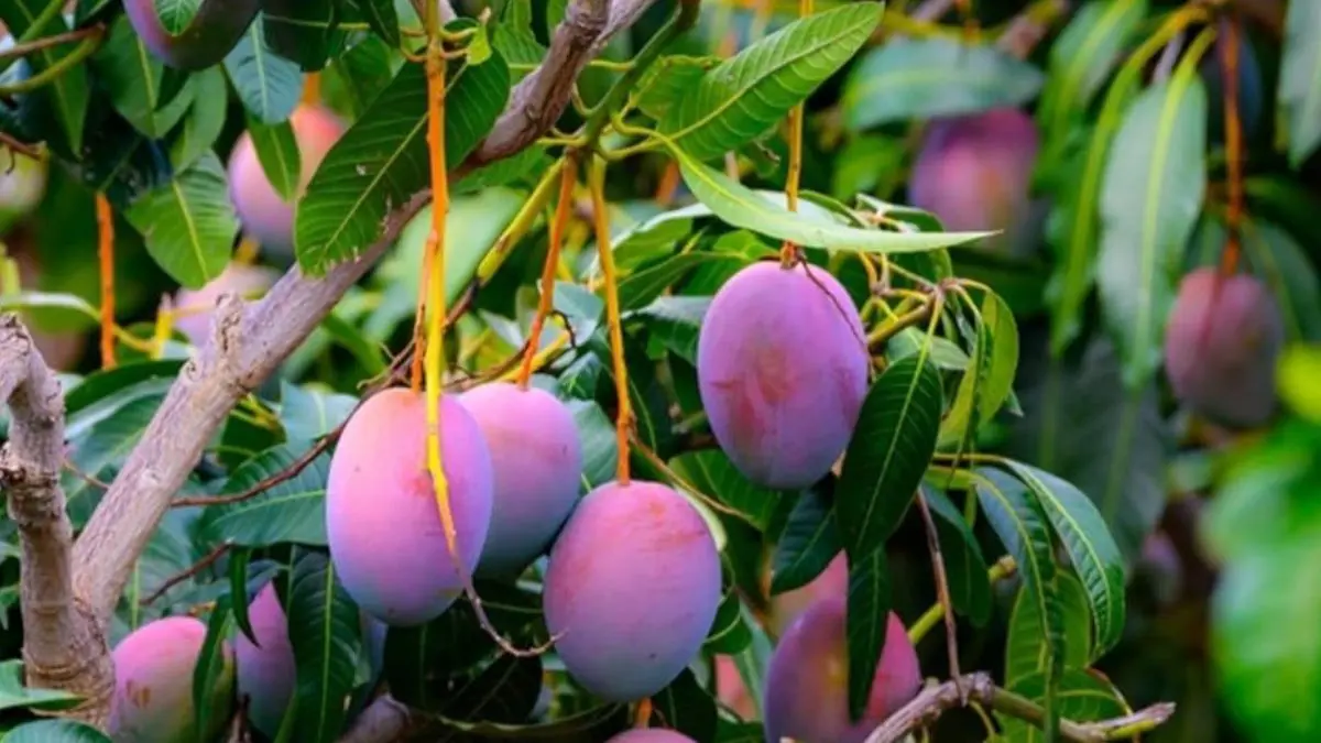Expensive Mango: ફળોનો રાજા પણ ટૂંકો પડે, જાણો વિશ્વની સૌથી મોંઘી મિયાઝાકી કેરી વિશે, જેની કિંમત લાખોમાં છે