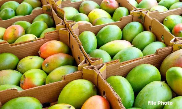 Kesar Mango Price in Amreli: અમરેલી માર્કેટ યાર્ડમાં કેસર અને હાફુસ કેરીની આવક શરૂ, જાણો 20 કિલોનો કેટલો ભાવ બોલાયો