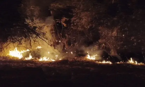 Chhota Udepur: નસવાડી તાલુકાના જામલીના જંગલમાં ભયાનક આગ, વન સંપતિને ગંભીર નુકસાન