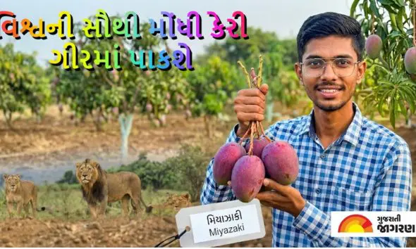 Miyazaki Mango in Gir: જૂનાગઢ: ગીરમાં પાકશે હવે વિશ્વની સૌથી મોંઘી 'મિયાઝાકી' કેરી; પ્રગતિશીલ ખેડૂતે જાપાનીઝ કેરીનું વાવેતર કરી મેળવી સફળતા!