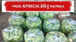 Mango Price in Vyara APMC: વ્યારા APMCમાં ફળોના રાજાનું ધમાકેદાર આગમન: હોળી બાદ કેરીની આવકમાં મોટો ઉછાળો; એક જ સપ્તાહમાં 7 ટન કેરી ઠલવાઈ