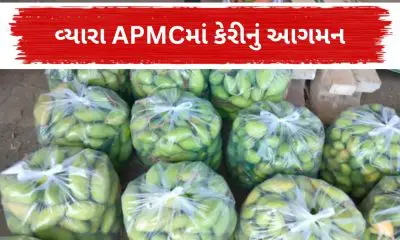 Mango Price in Vyara APMC: વ્યારા APMCમાં ફળોના રાજાનું ધમાકેદાર આગમન: હોળી બાદ કેરીની આવકમાં મોટો ઉછાળો; એક જ સપ્તાહમાં 7 ટન કેરી ઠલવાઈ