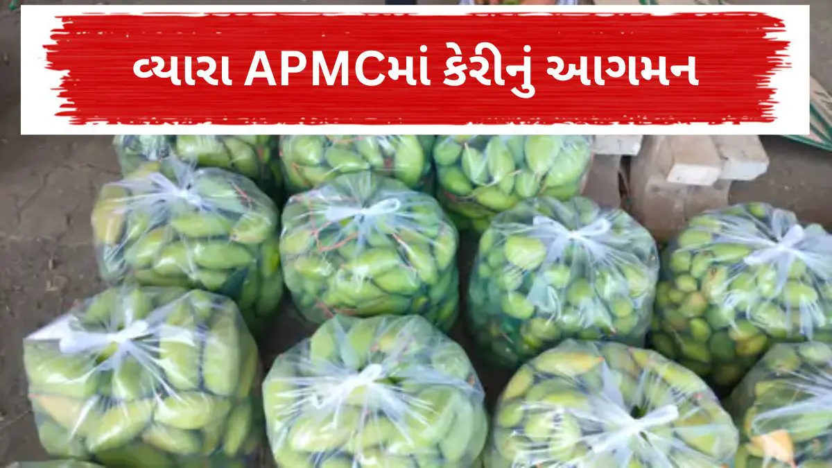 vyara-apmc-market-sees-mango-rush-post-holi-5-7-tonnes-weekly-arrival-710253