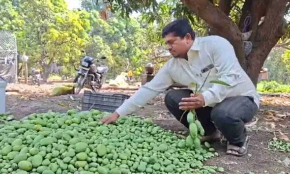Mango Prices in Amreli: અમરેલીમાં કમોસમી વરસાદથી કેરીના પાકને મોટું નુકસાન, બજારમાં સ્વાદિષ્ટ કેરીના ભાવમાં જોવા મળશે મોટો વધારો
